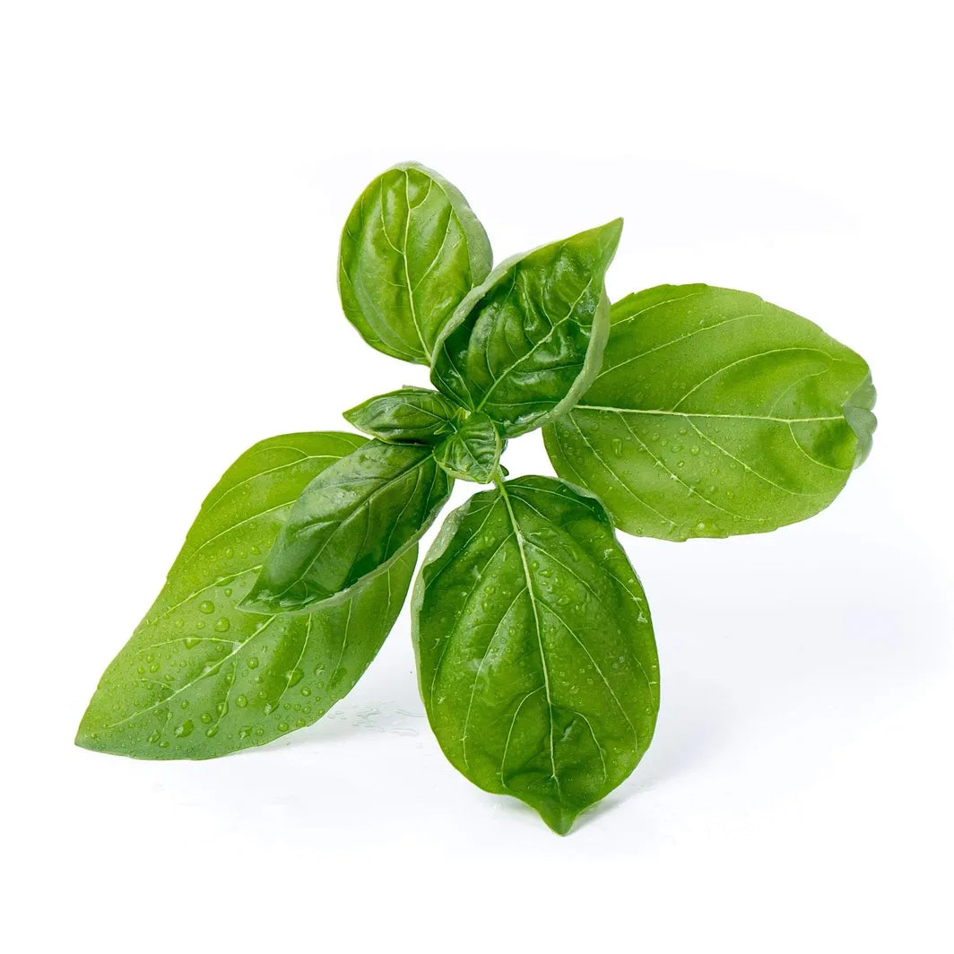 Basil Essential Oil