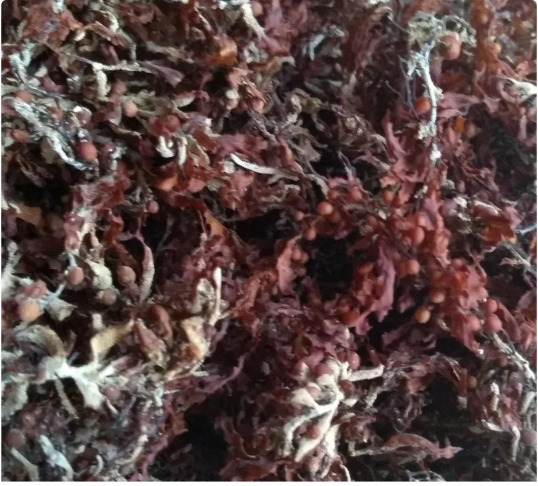 Bladderwrack Herb (Alkaline Herb) Jamaica 1 oz