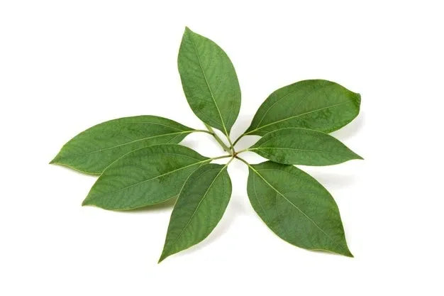 Camphor Essential Oil