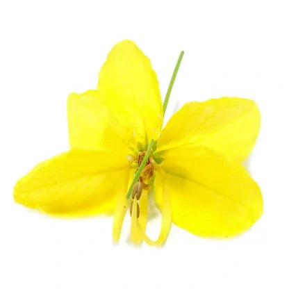 Cassia Essential Oil
