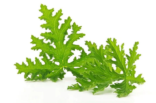 Citronella Essential Oil