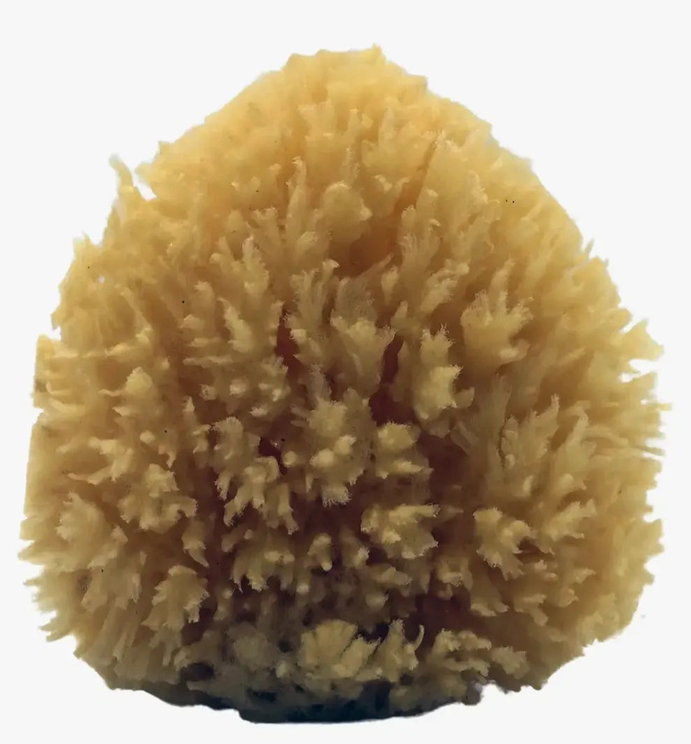 All-Natural Dead Sea Sponge