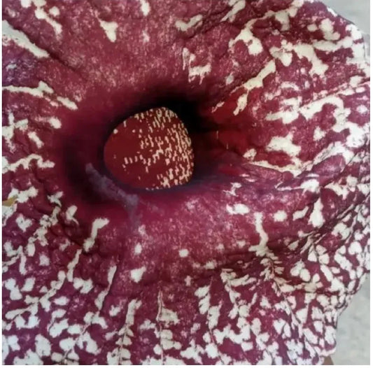 “Duck Flower” Flor De Pato/Palo Guaco