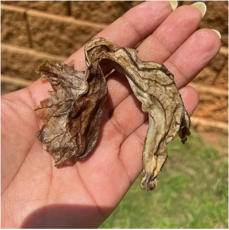 “Duck Flower” Flor De Pato/Palo Guaco - Wholesale