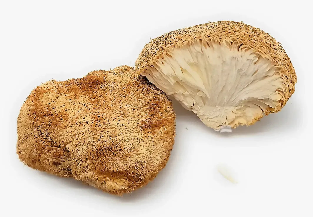 Dried Lion's Mane Mushroom 97-100 g - Wholesale