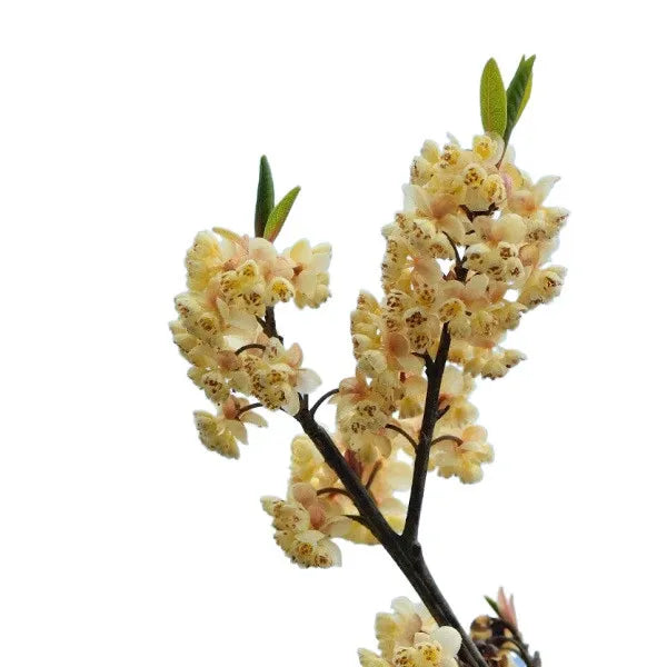 Litsea Cubeba Essential Oil