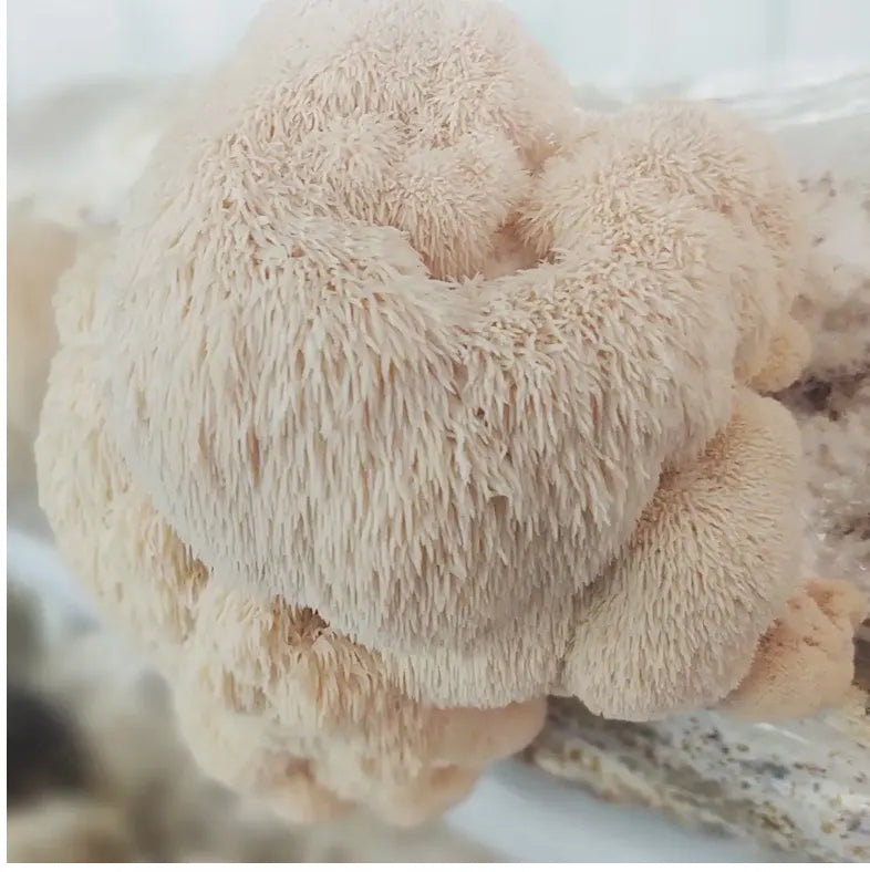 Lion's Mane Mushroom Grow-At-Home Kit - Wholesale