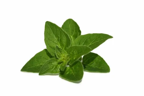 Oregano Essential Oil