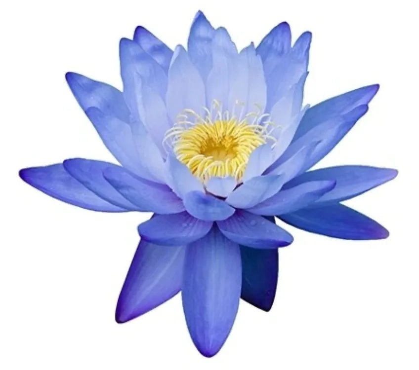 ORGANIC BLUE LOTUS FLOWER 1oz - Wholesale