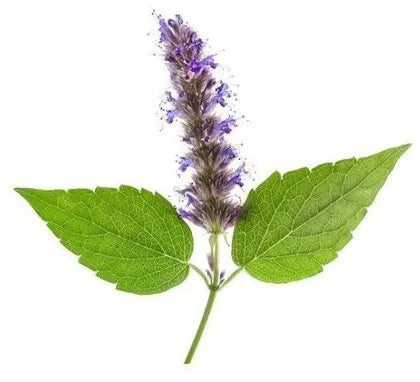 Patchouli (Dark) Essential Oil