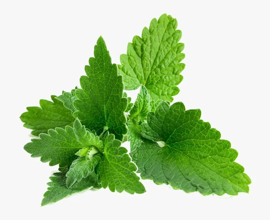 Peppermint Essential Oil