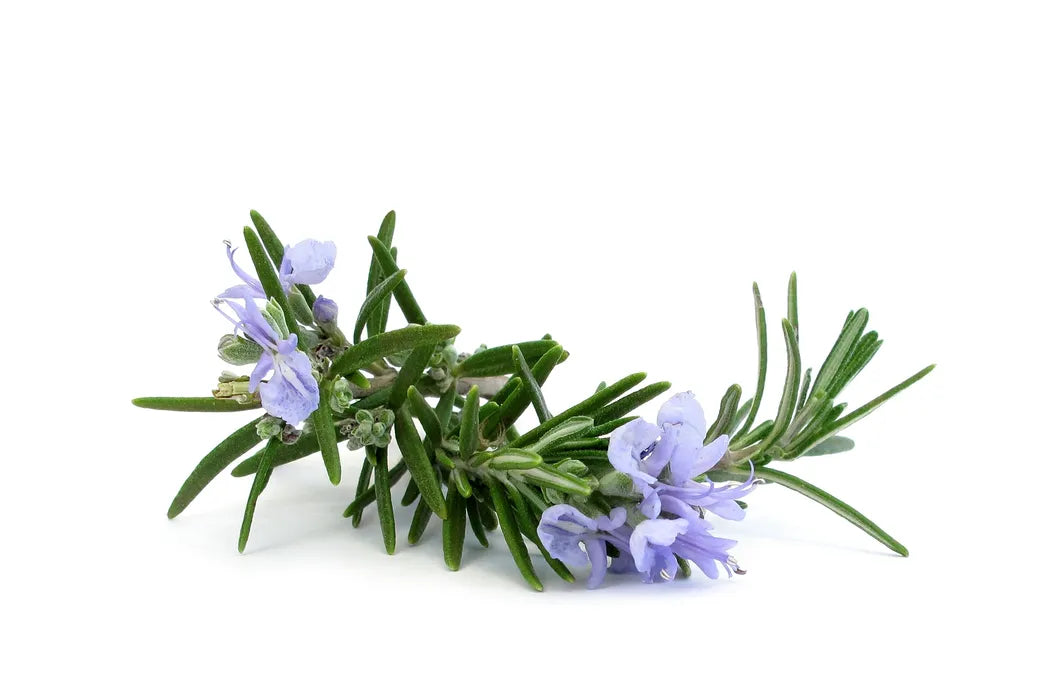 Rosemary Essential Oil