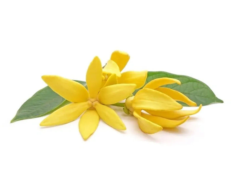 Ylang Ylang Essential Oil